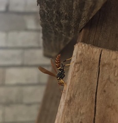 Polistes crinitus