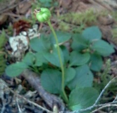 Moneses uniflora