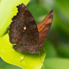 Junonia hedonia