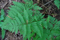 Dryopteris carthusiana
