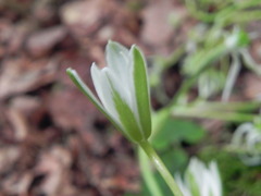 Ornithogalum
