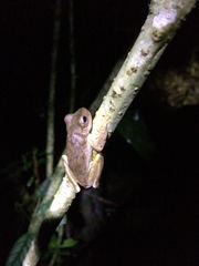 Ptychohyla hypomykter