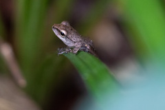 Anura