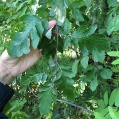 Scandosorbus intermedia