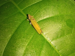 Cicadellinae