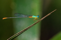 Ceriagrion cerinorubellum