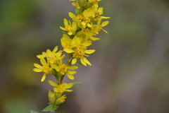 Solidago virgaurea virgaurea