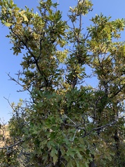 Quercus gambelii