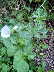 Malva moschata