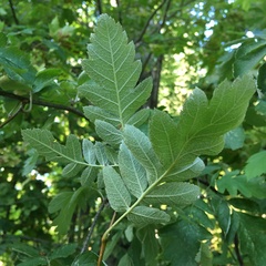 Scandosorbus intermedia