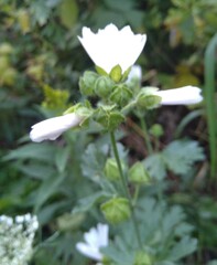 Malva moschata
