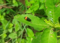 Phymatostetha deschampsi