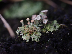 Cladonia pyxidata