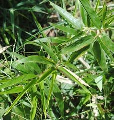 Arundinaria tecta