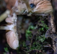 Pluteus