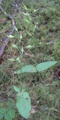 Neottia banksiana