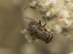 Polleniidae