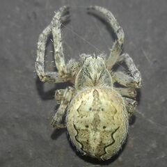 Larinioides ixobolus