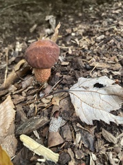 Suillus spraguei
