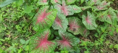 Caladium bicolor