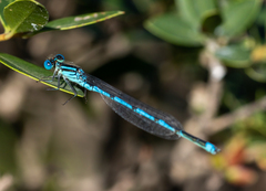 Erythromma lindenii