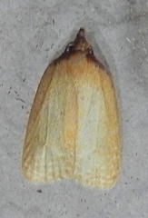 Sparganothis distincta