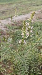 Galegeae
