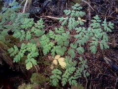 Corydalis scouleri