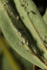 Macrosiphum albifrons