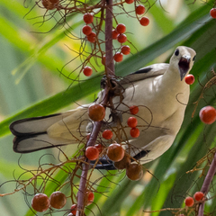 Ducula bicolor