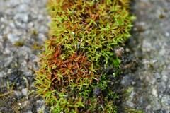 Bryoerythrophyllum recurvirostrum