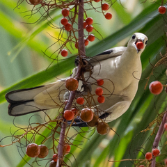 Ducula bicolor