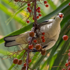 Ducula bicolor