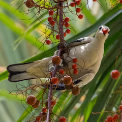 Ducula bicolor