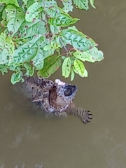Macrochelys temminckii