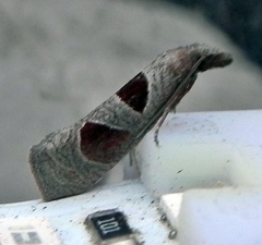 Pelochrista dorsisignatana