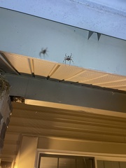 Araneus bicentenarius