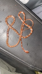 Imantodes gemmistratus