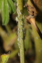 Macrosiphum albifrons