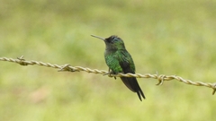 Thalurania glaucopis