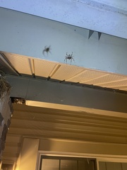 Araneus bicentenarius