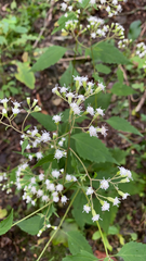 Ageratina altissima