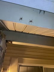 Araneus bicentenarius