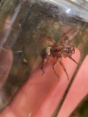 Trochosa terricola