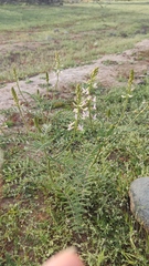 Galegeae