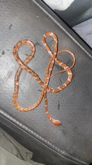 Imantodes gemmistratus