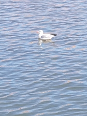 Chroicocephalus ridibundus