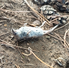 Sorex minutus