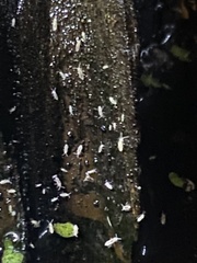 Onychiurinae