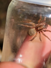 Trochosa terricola